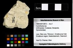 Foto (Objekt + Etiketten) von Cyclothyreus sp. 